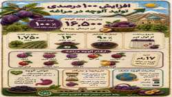 مراغه؛ قطب تولید آلوچه و خشکبار آذربایجان شرقی